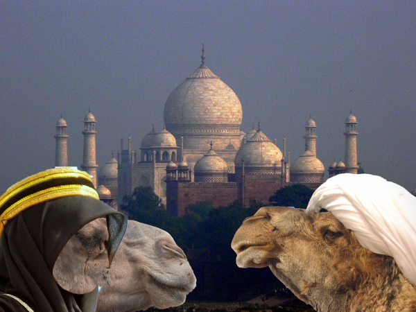 Creation of Camel Courting : Step 2